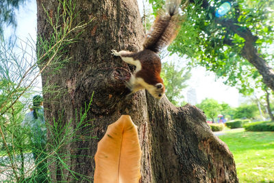 Squirrel on tree trunk