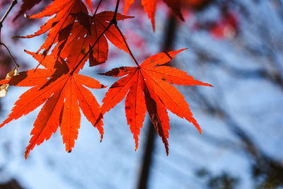 Close-up of maple leaves on branch