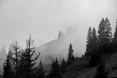 Scenic view of pine trees against sky during winter