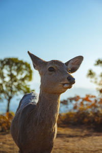 Outdoor with light during a low warm winter sun sight before sunset nara deer 