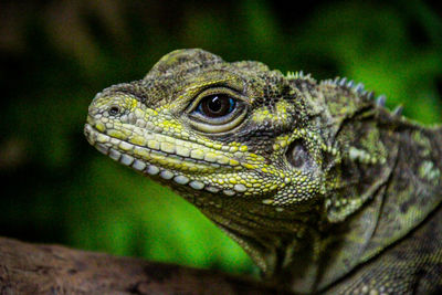 Close-up of lizard