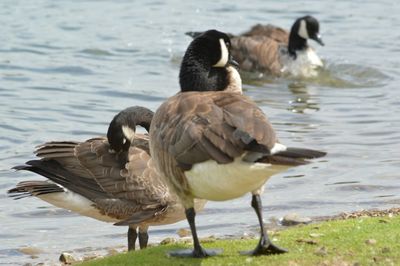 Birds in calm water