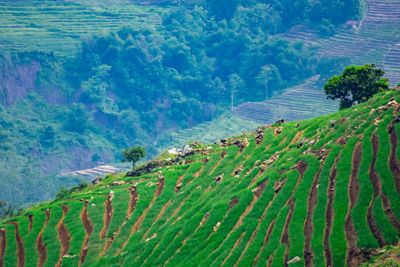 High angle view of corn field