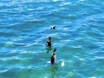 High angle view of seagulls flying over sea