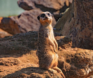 Cat standing on rock