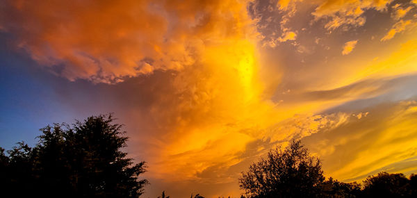 Low angle view of tree against orange sky