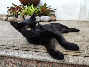 Portrait of black cat lying on floor