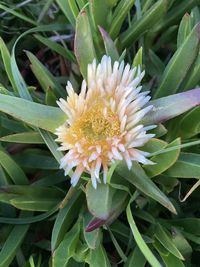 High angle view of flowering plant