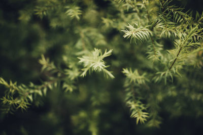 Close-up of pine tree