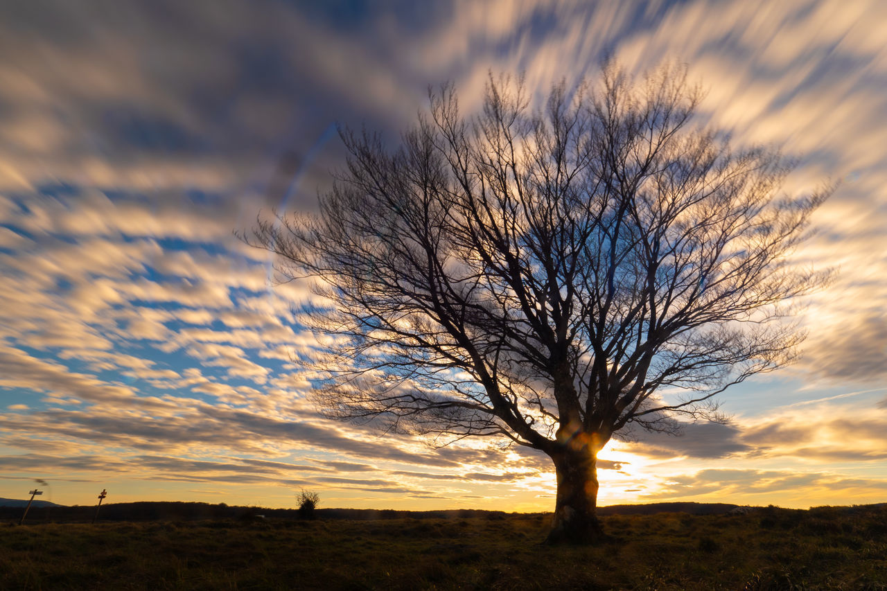 BARE TREE ON FIELD AGAINST SKY AT SUNSET