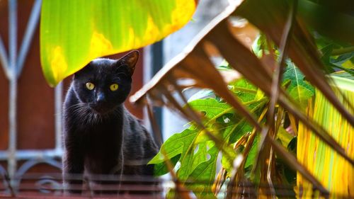 Portrait of cat outdoors