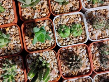 High angle view of vegetables for sale