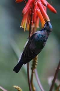 Close-up of bird perching on flower