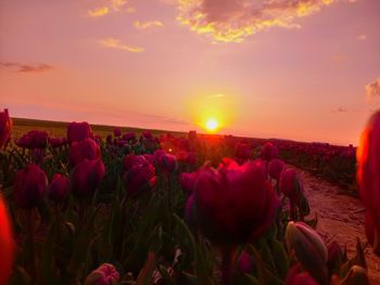 Scenic view of flowering plants on field against sky during sunset