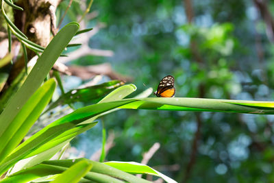 Close-up of butterfly perching on leaf