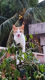 Portrait of cat on tree