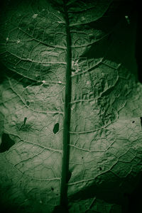 Close-up of leaves on plant