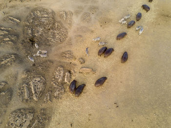 High angle view of footprints on wet sand