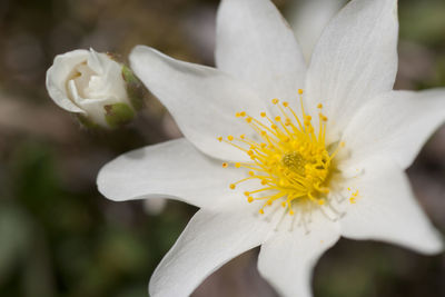 Close-up of white flower