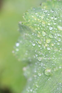 Close-up of raindrops on leaves