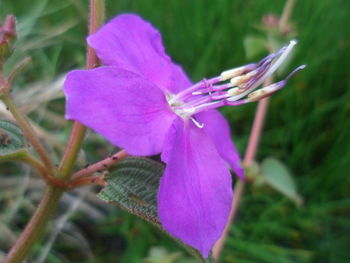 Close-up of pink flowers