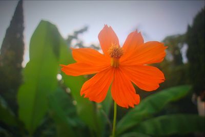 Close-up of red flower