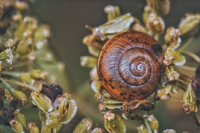 Close-up of snail