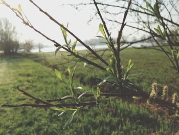 Close-up of plant against blurred background