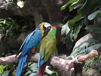 Close-up rear view of parrots against leaves