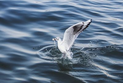 High angle view of seagull flying over sea