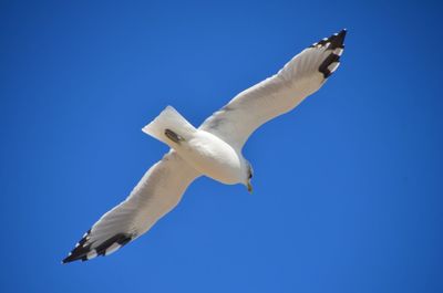 Low angle view of seagull flying against clear blue sky