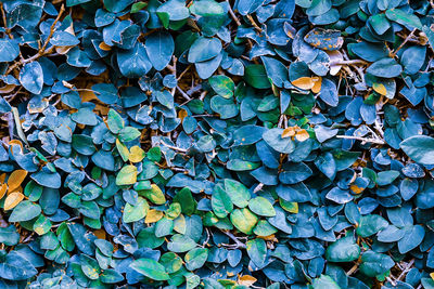 Full frame shot of ivy growing on field