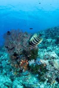 Fish swimming in sea