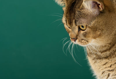 Portrait of an adult straight-eared scottish gray cat, copy space