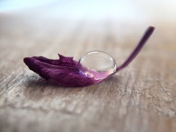 Close-up of water drop on purple petal at table
