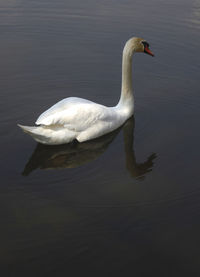 Swan swimming in lake