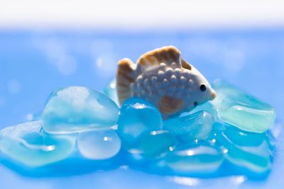 Close-up of jellyfish against blue background