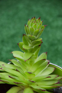 Close-up of succulent plant