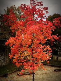 Red flowering tree in park during autumn