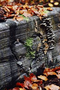 Close-up of dry leaves on wood