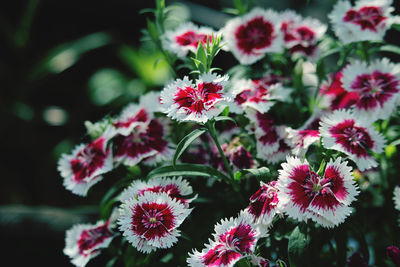 Close-up of pink flowering plants