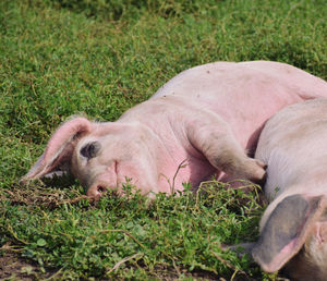 View of a pig resting on field