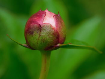 Close-up of red rose bud