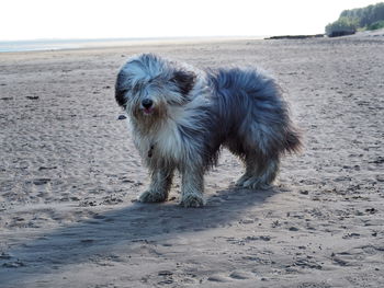 Portrait of dog running on beach