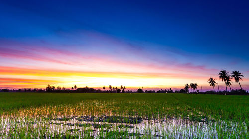 Scenic view of field against sky during sunset