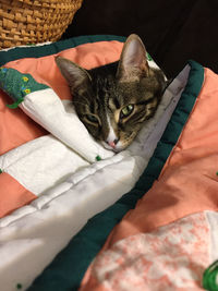 High angle view of cat resting on bed