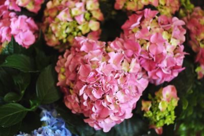 Close-up of pink flowers blooming outdoors