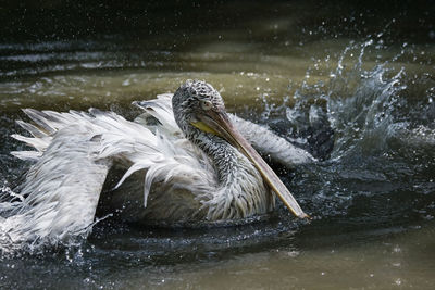 Pelican swimming in lake