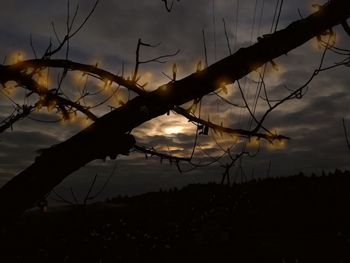 Close-up of silhouette plants on field against sky at sunset