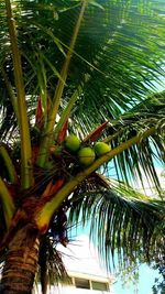 Low angle view of palm trees